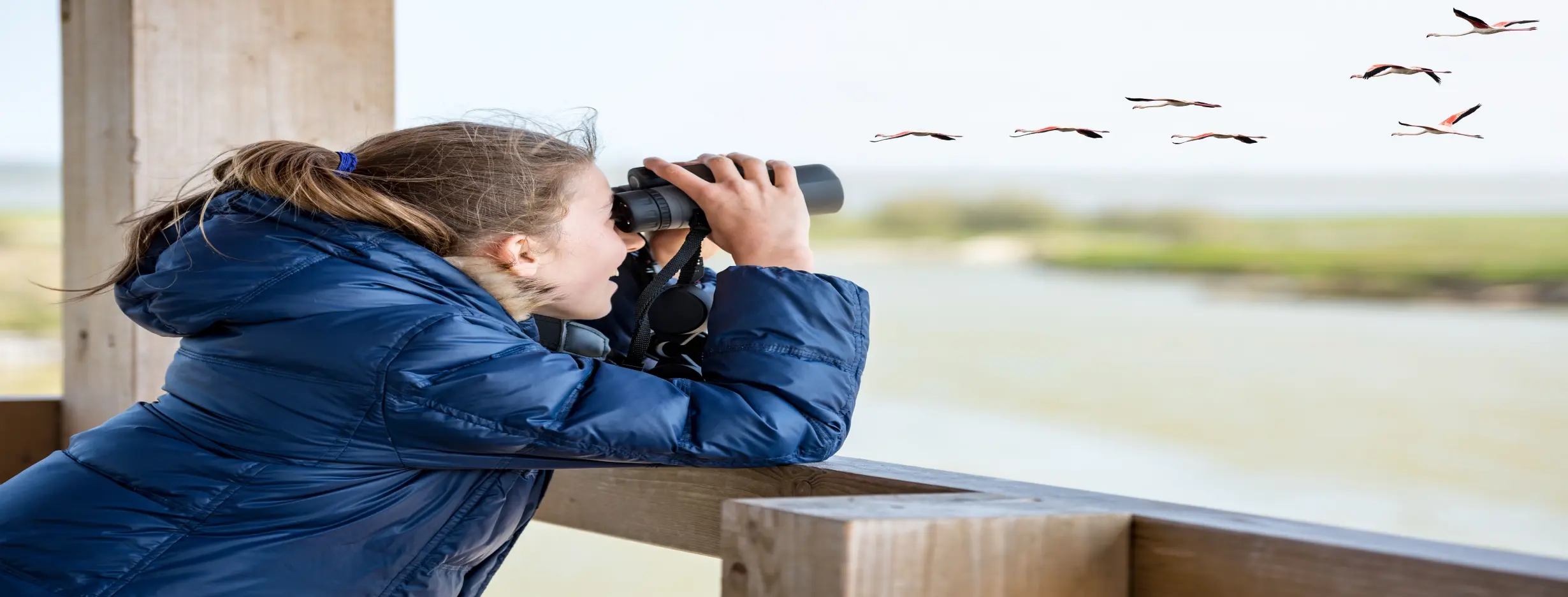Image for Bird Watching